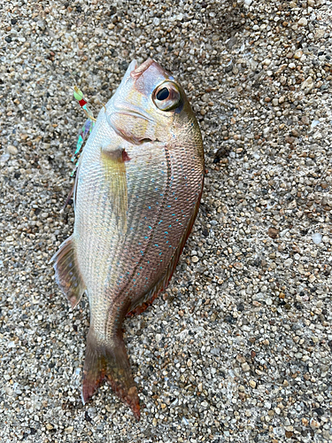 チャリコの釣果