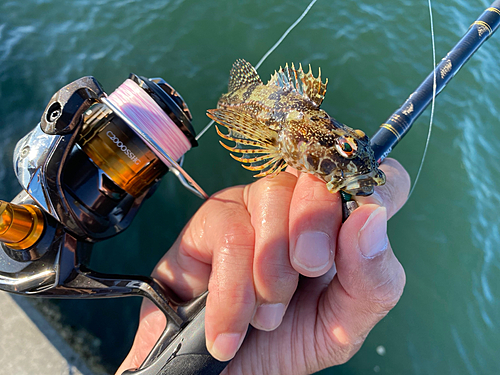 アナハゼの釣果