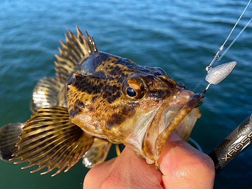 タケノコメバルの釣果