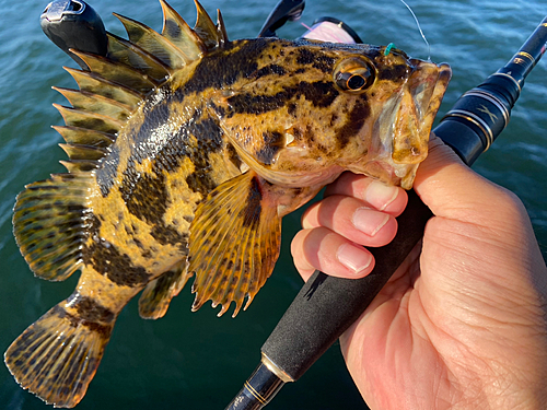 タケノコメバルの釣果