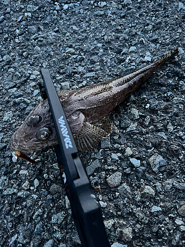 マゴチの釣果