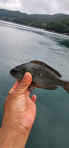 グレの釣果