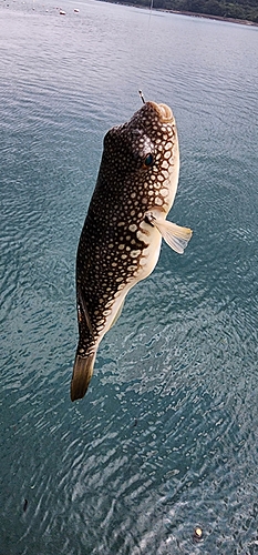 フグの釣果