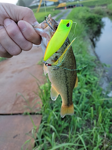 ブラックバスの釣果