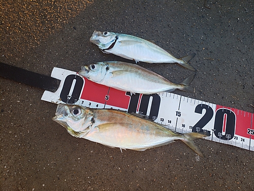 アジの釣果