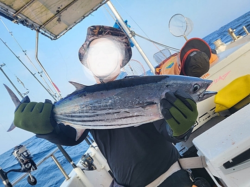 カツオの釣果