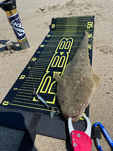 マゴチの釣果