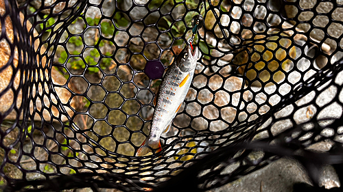 アマゴの釣果