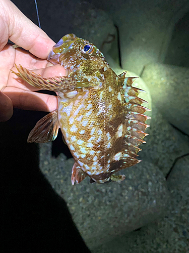 カサゴの釣果