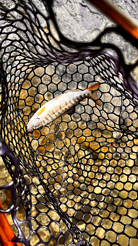 アマゴの釣果