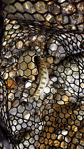 アマゴの釣果