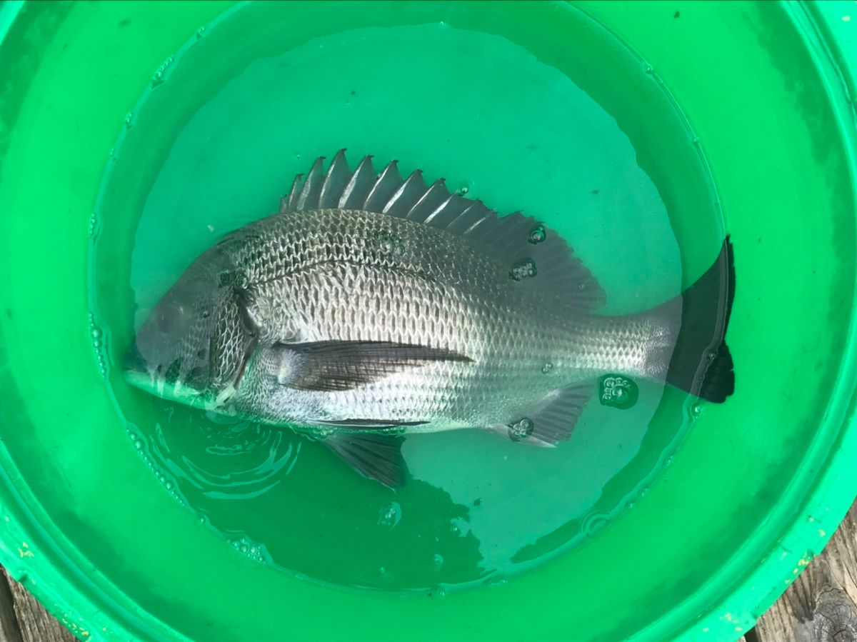 ひまな釣りびとさんの釣果 2枚目の画像