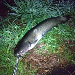 マナマズの釣果