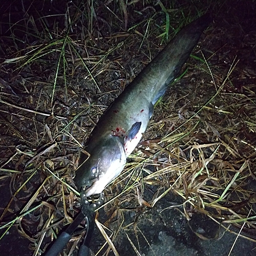 マナマズの釣果