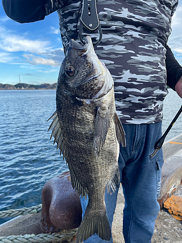 チヌの釣果