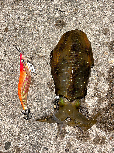 アオリイカの釣果