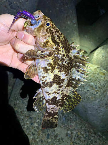 タケノコメバルの釣果