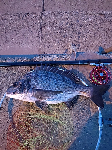 チヌの釣果