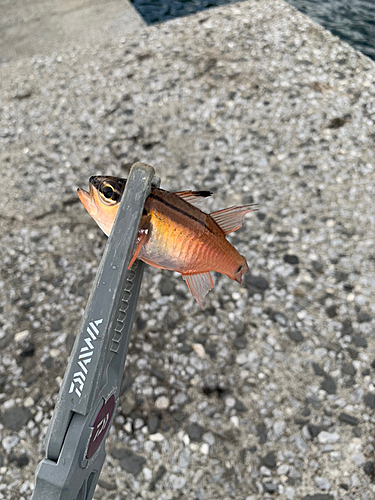 ネンブツダイの釣果