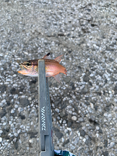 ネンブツダイの釣果