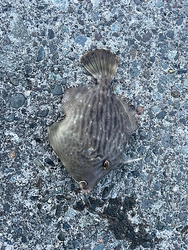 カワハギの釣果