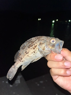 クロソイの釣果