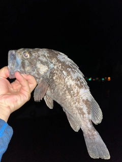 クロソイの釣果