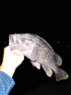 クロソイの釣果