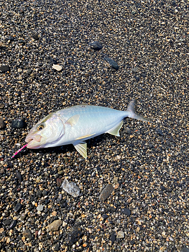 ショゴの釣果