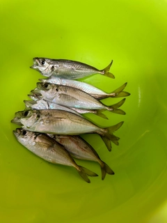 マアジの釣果