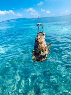 カンモンハタの釣果