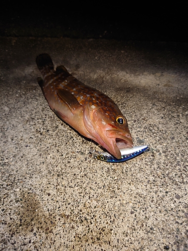 アコウの釣果