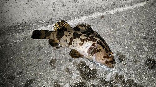 タケノコメバルの釣果