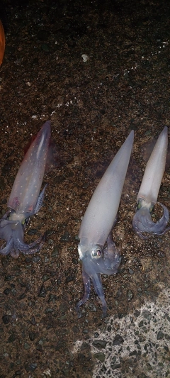 ケンサキイカの釣果