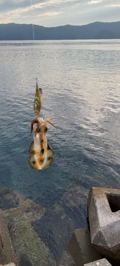 アオリイカの釣果