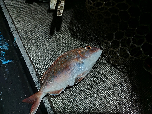 タイの釣果