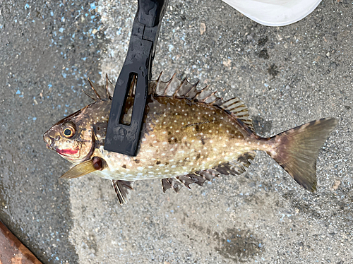 アイゴの釣果