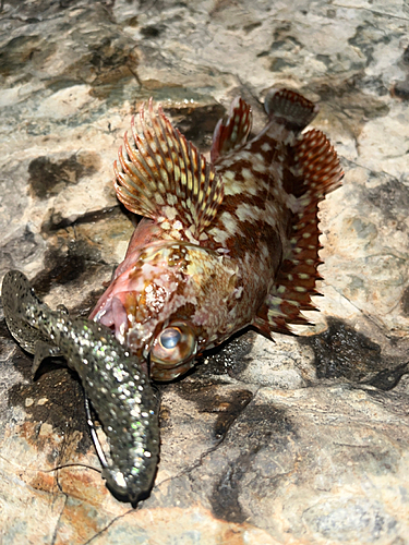 アラカブの釣果