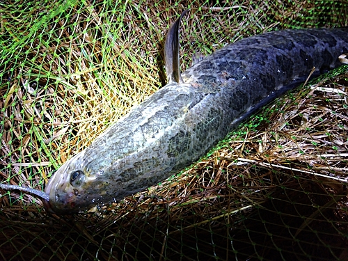 ライギョの釣果