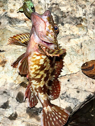 アラカブの釣果