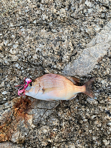 チャリコの釣果