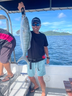 アオチビキの釣果