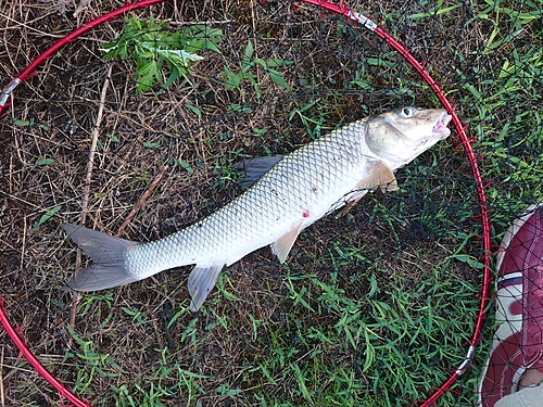 ニゴイの釣果