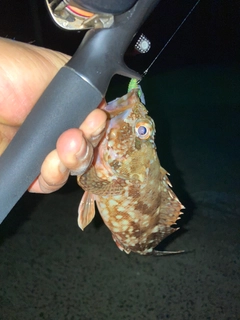 アラカブの釣果