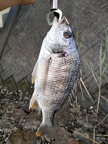 キビレの釣果