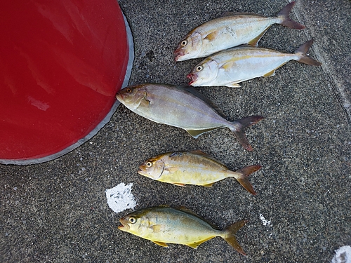 ショゴの釣果