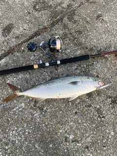 イナダの釣果