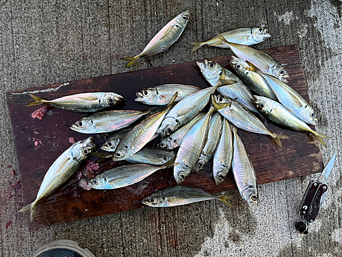 アジの釣果