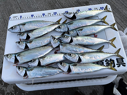 サバの釣果