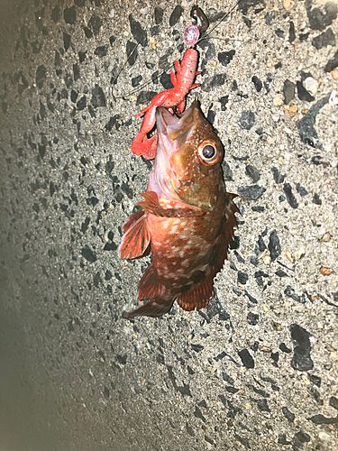 カサゴの釣果